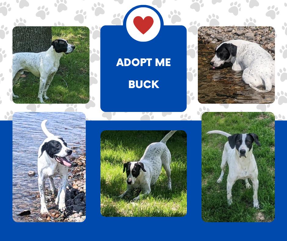 Buck (MN), an adoptable English Pointer in Bridgeton, NJ image 2/2