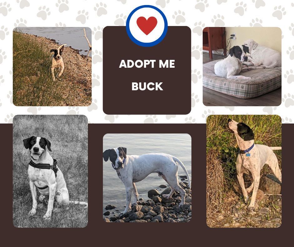 Buck (MN), an adoptable English Pointer in Bridgeton, NJ image 1/2