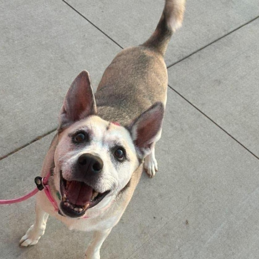 Enlarge Feta, a Adoptable mixed breed in Minooka, IL image 2/2