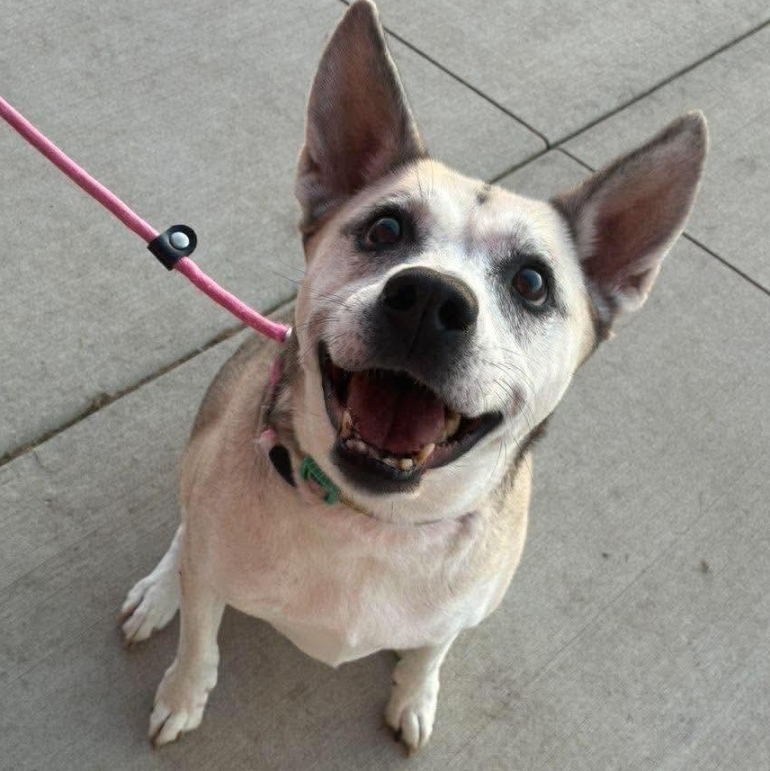 Feta, Adoptable, Senior Male Husky & Anatolian Shepherd.