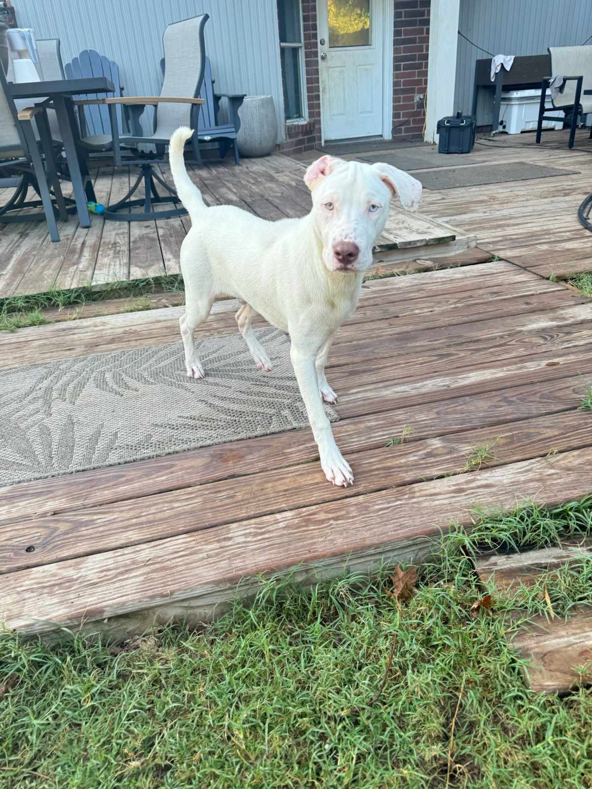 Enlarge Pinky, a Adoptable Labrador Retriever in Houston, TX image 2/2