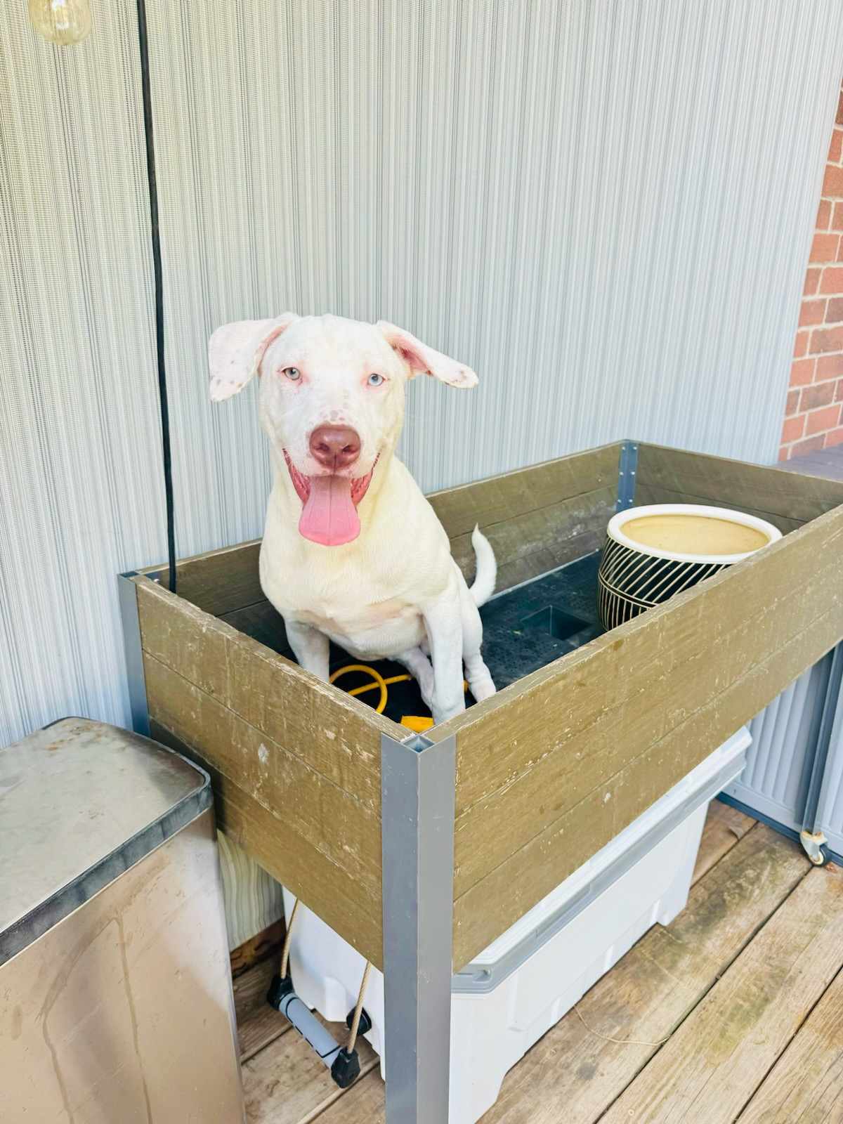 Enlarge Pinky, a Adoptable Labrador Retriever in Houston, TX image 1/2