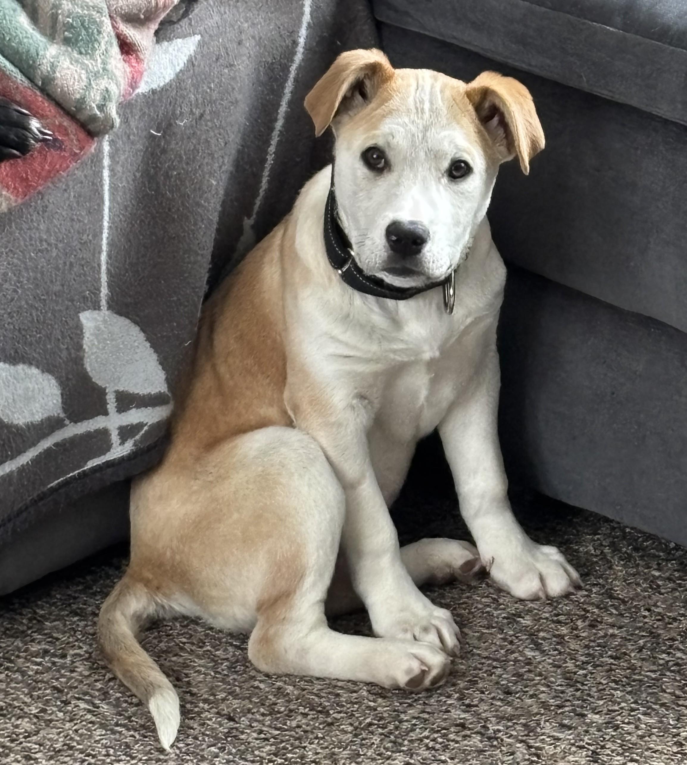 Brandy Spirits - Local pup