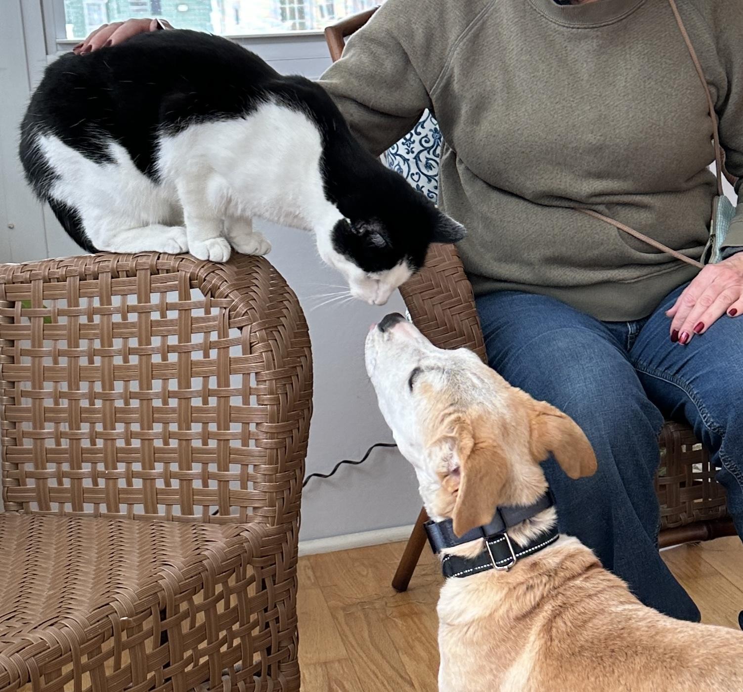 Brandy Spirits - Local pup — thumbnail 2