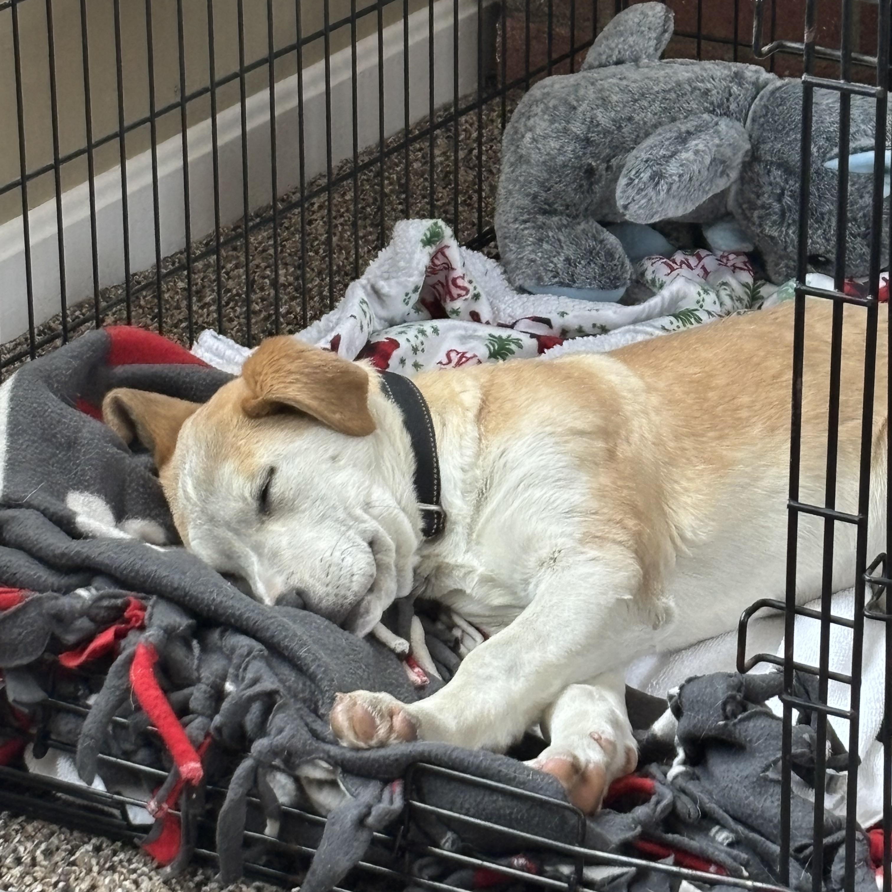 Brandy Spirits - Local pup — thumbnail 3