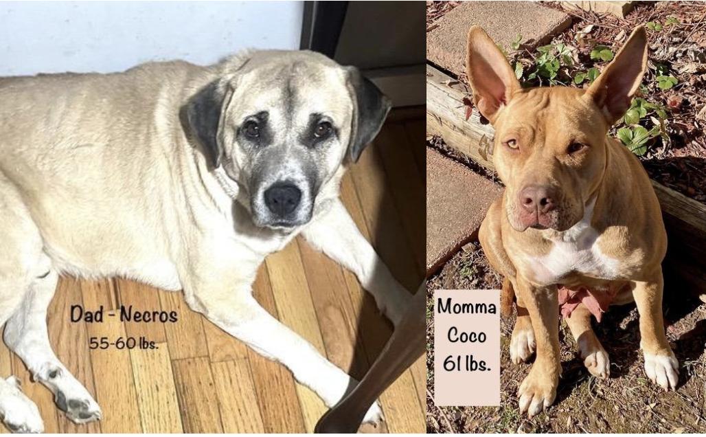 Brandy Spirits - Local pup — thumbnail 4