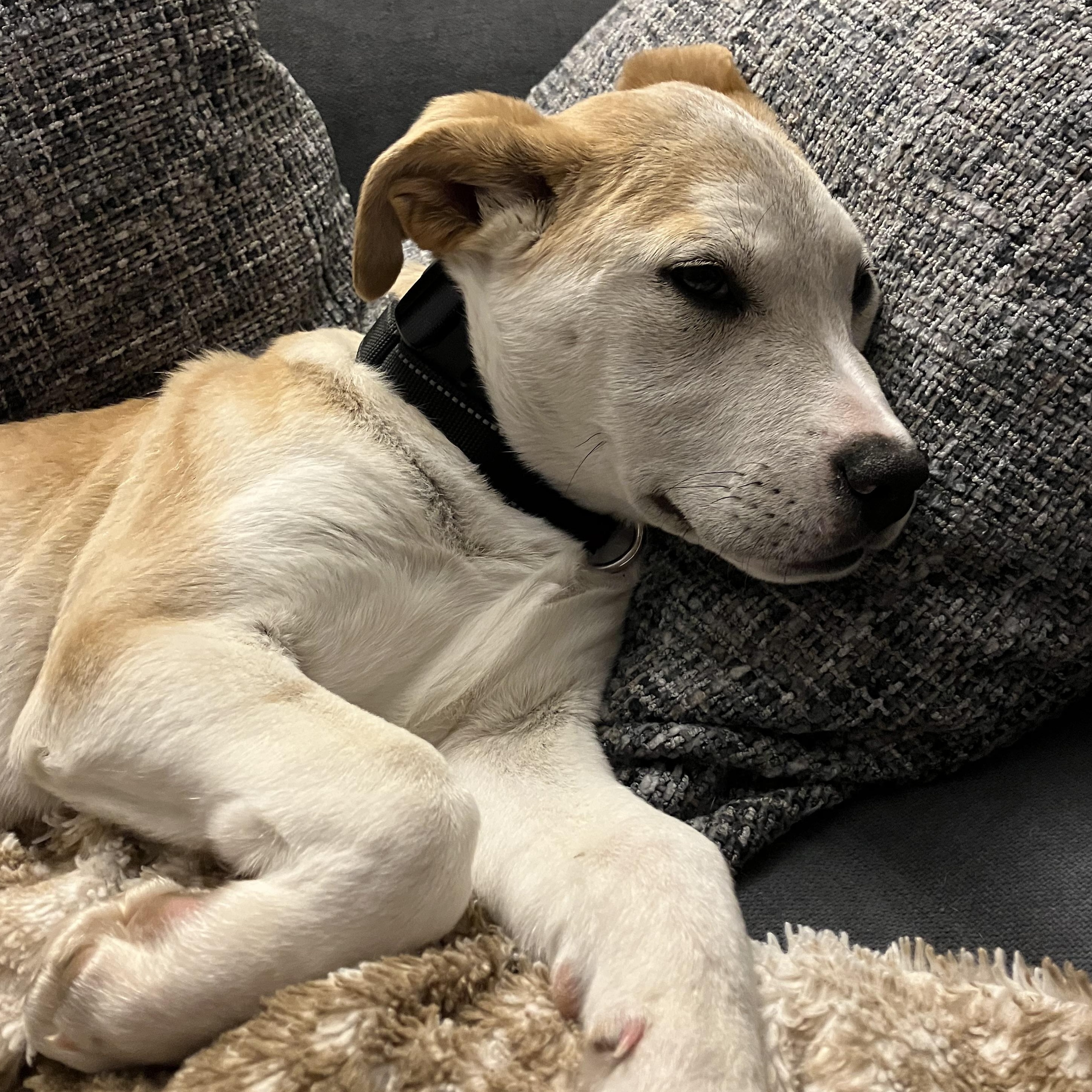 Brandy Spirits - Local pup — thumbnail 5