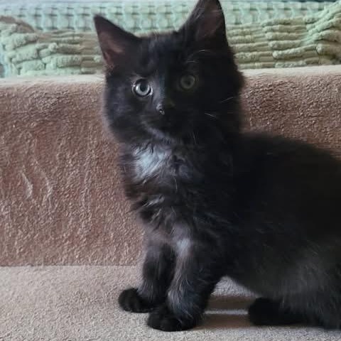 Smudge, adopted, Kitten Female Domestic Medium Hair.