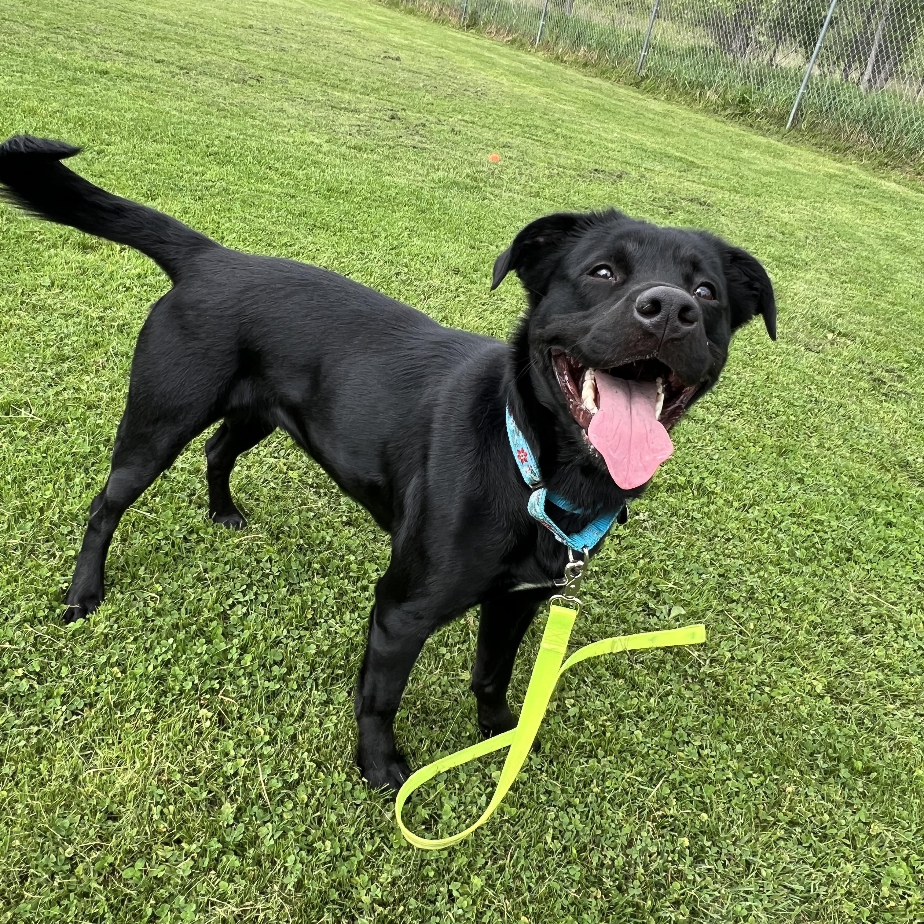 Miah, a ADOPTABLE mixed breed in Ithaca, NY image 3/5
