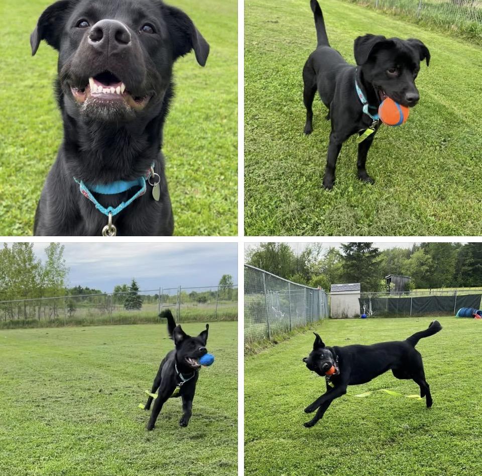 Miah, a ADOPTABLE mixed breed in Ithaca, NY image 4/5
