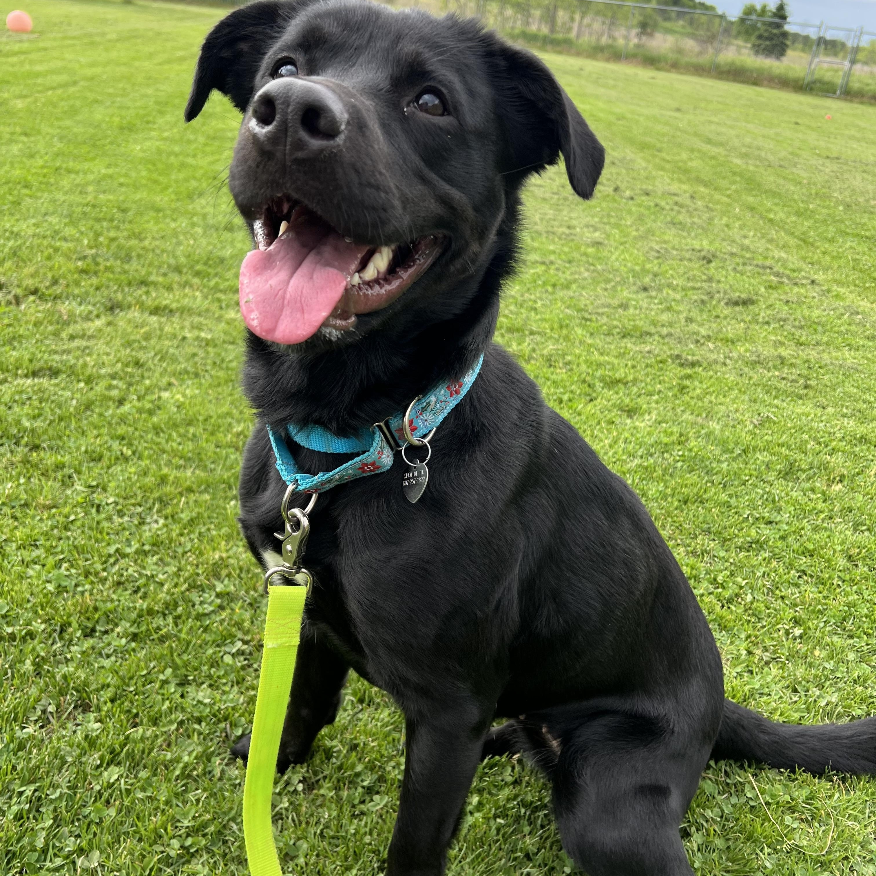 Miah, a ADOPTABLE mixed breed in Ithaca, NY image 5/5