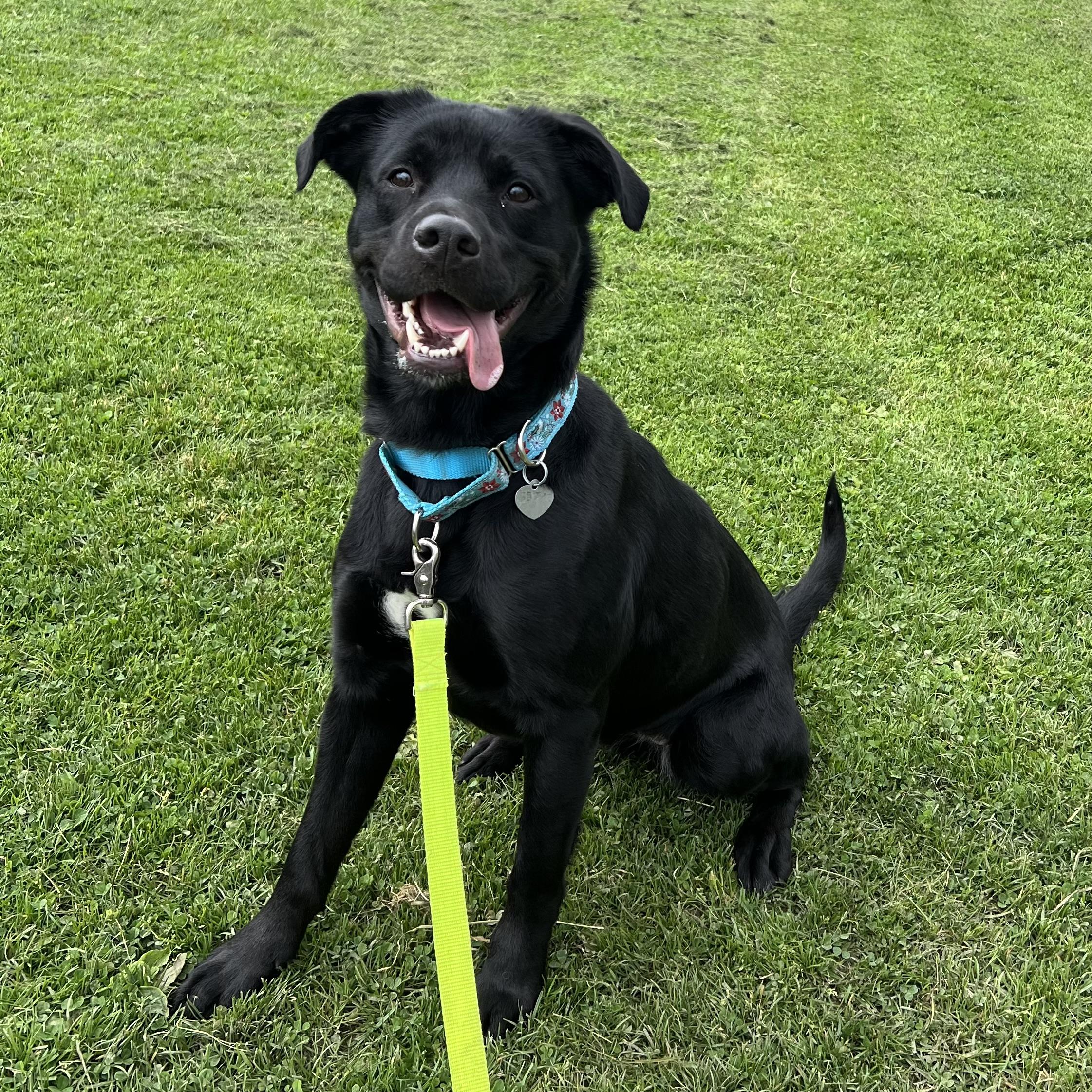 Miah, ADOPTABLE, Adult Female Black Labrador Retriever & Border Collie.