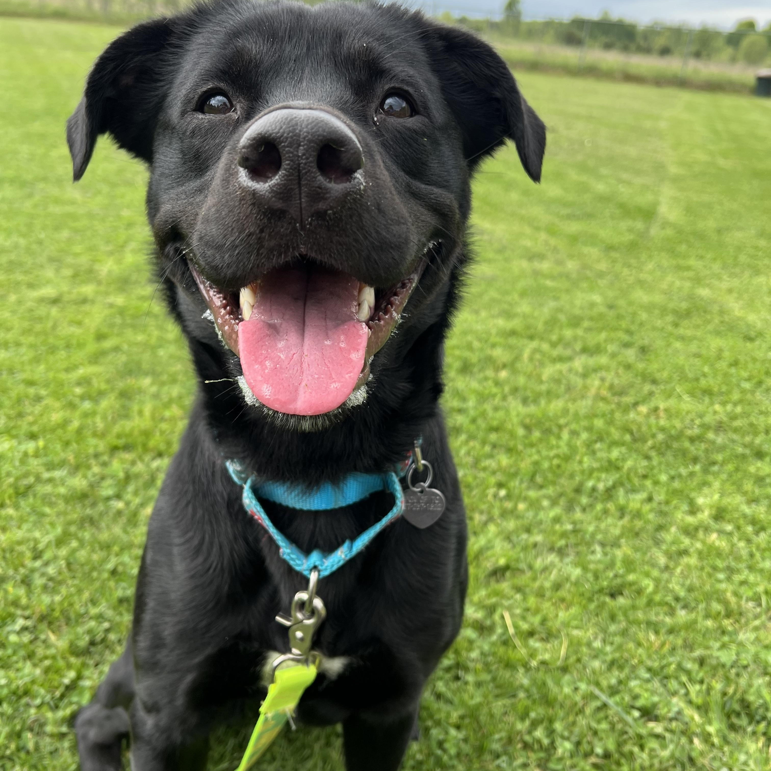 Miah, a ADOPTABLE mixed breed in Ithaca, NY image 2/5