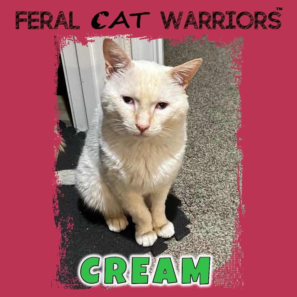 K25082 / Cream, Adoptable, Adult Male Domestic Short Hair.