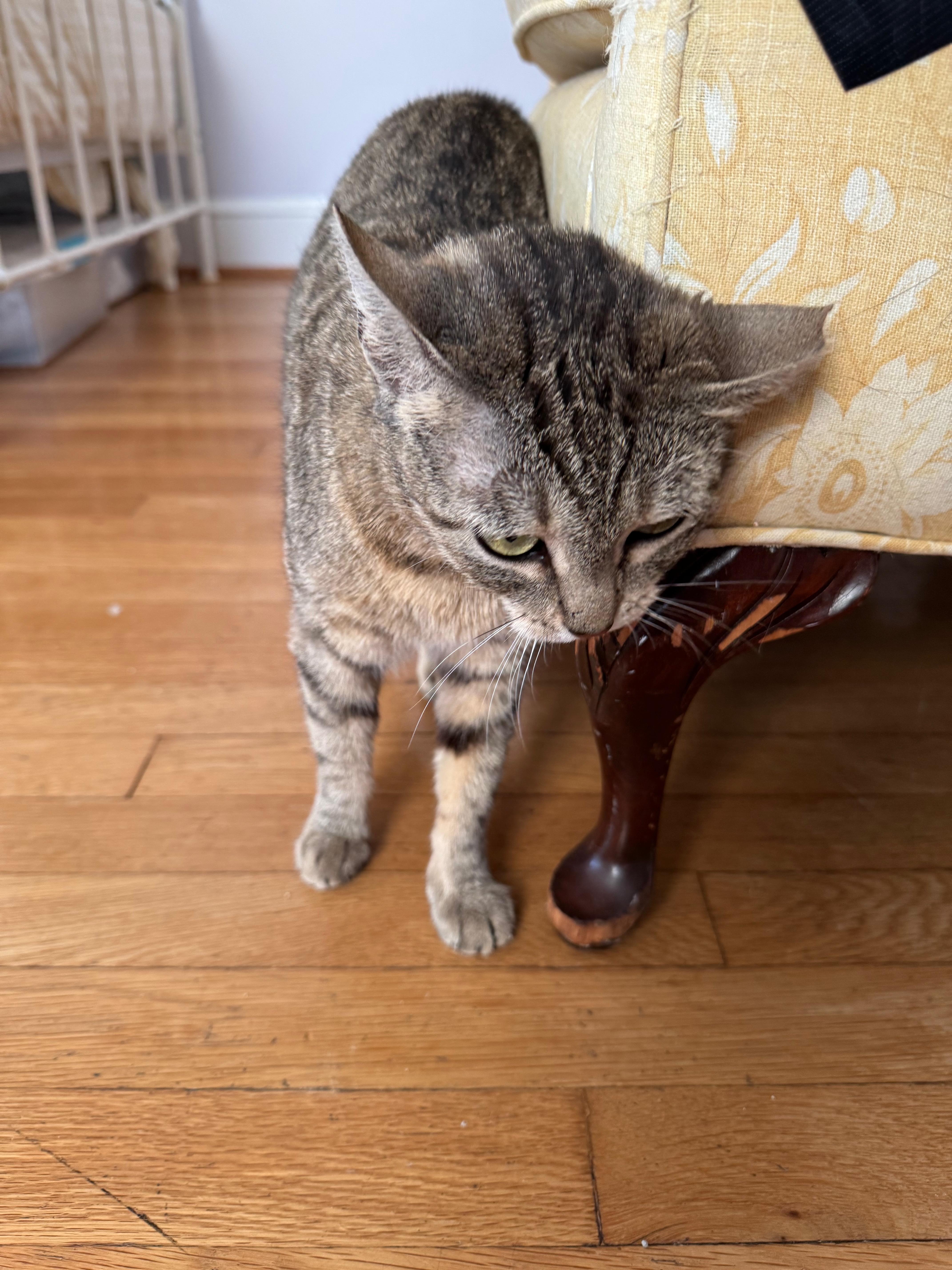 Enlarge Muffin the Tabby, an adopted Domestic Short Hair in Fairfax, VA image 4/5