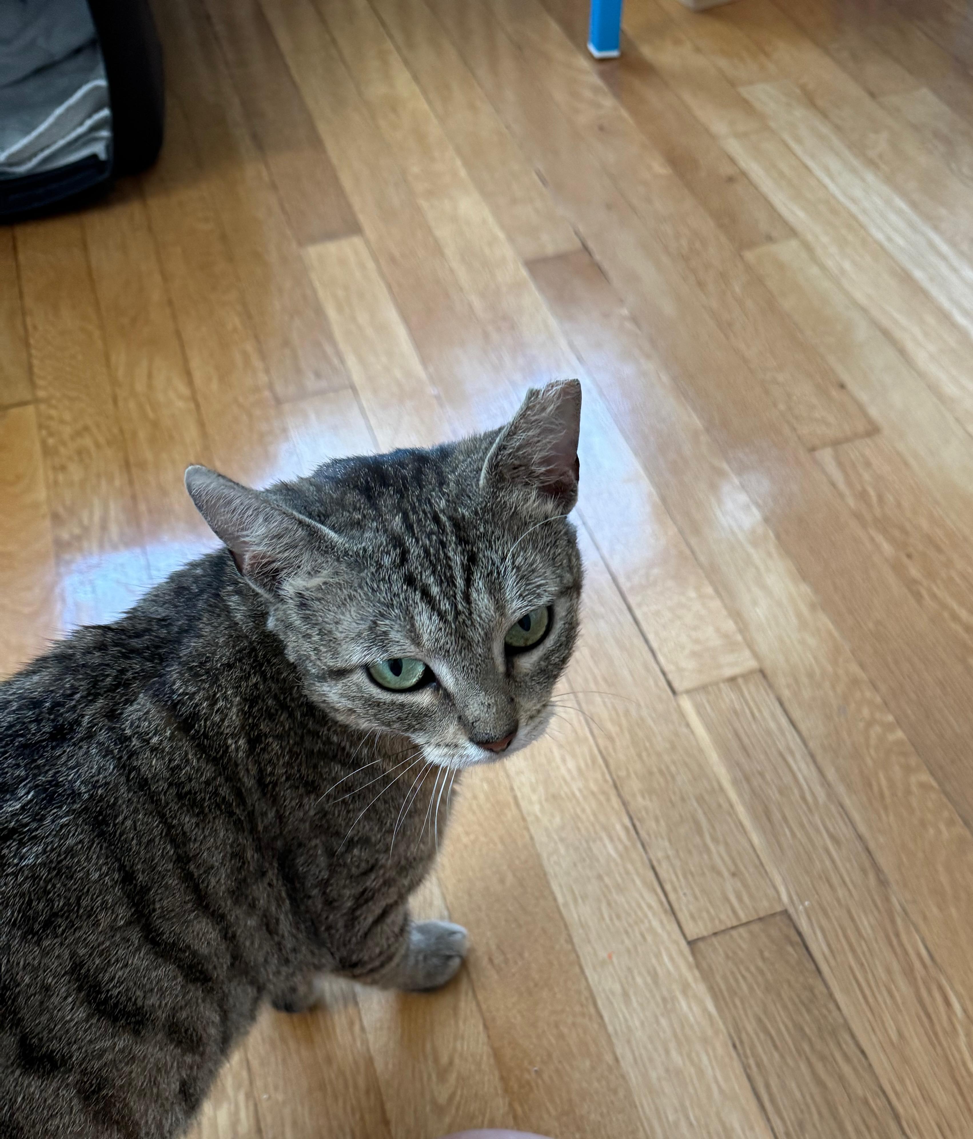 Enlarge Muffin the Tabby, an adopted Domestic Short Hair in Fairfax, VA image 3/5