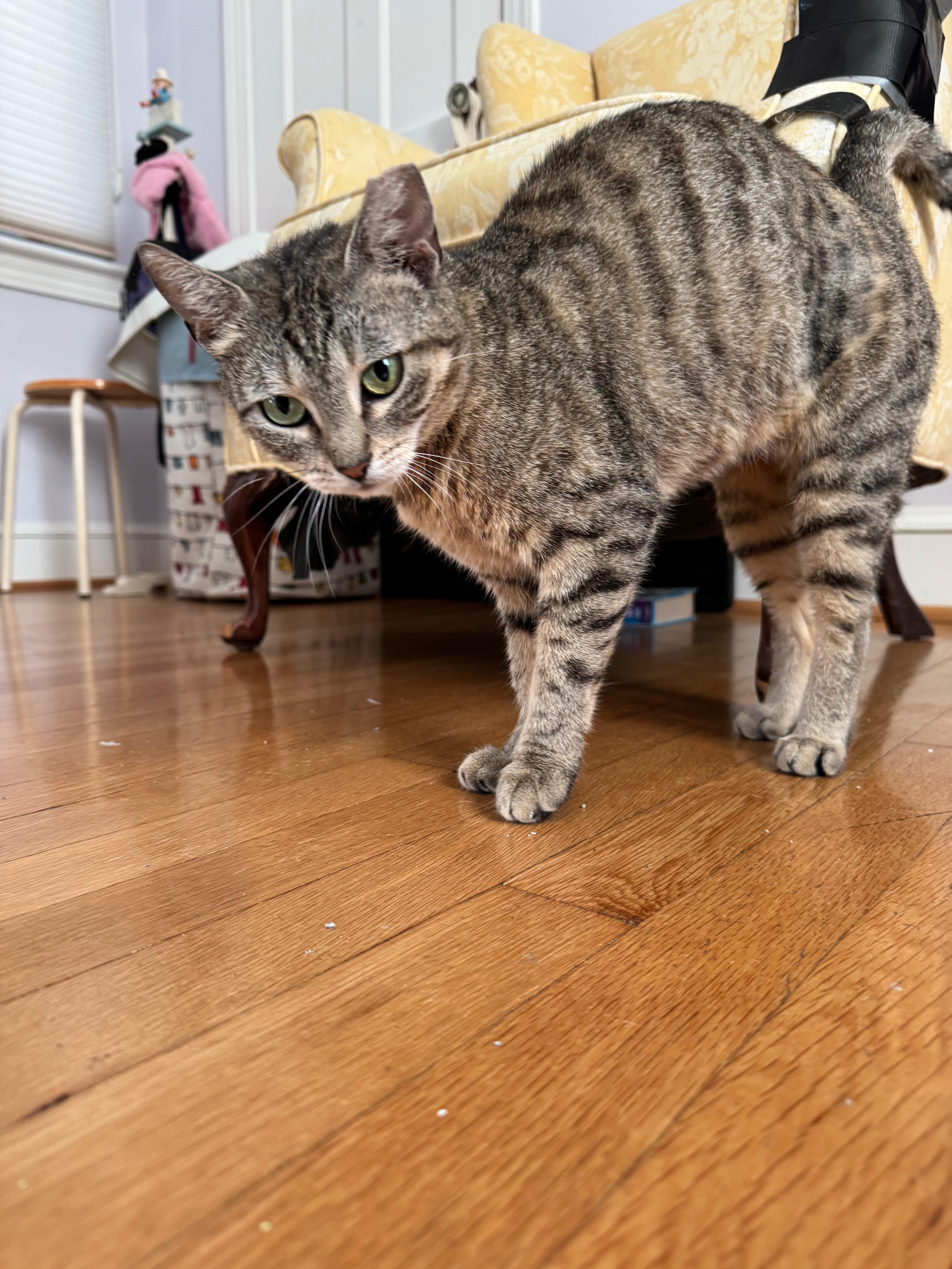 Enlarge Muffin the Tabby, an adopted Domestic Short Hair in Fairfax, VA image 1/5