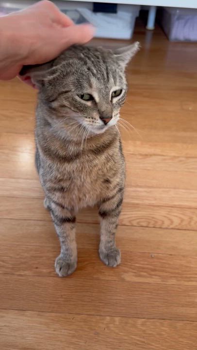 Enlarge Muffin the Tabby, an adopted Domestic Short Hair in Fairfax, VA video 2/5