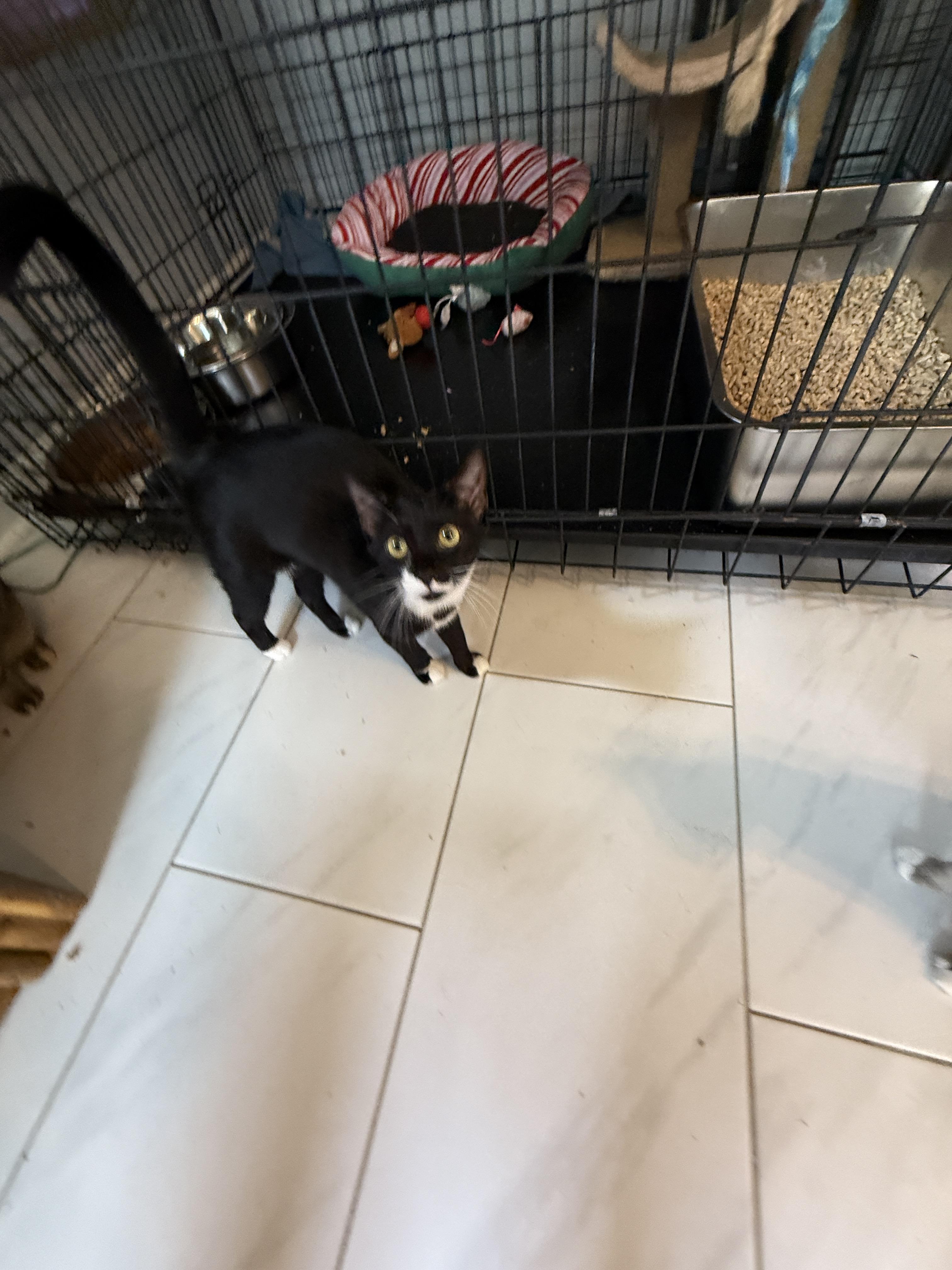 Enlarge Milk, a Adoptable Domestic Short Hair in Plymouth , NH image 2/6