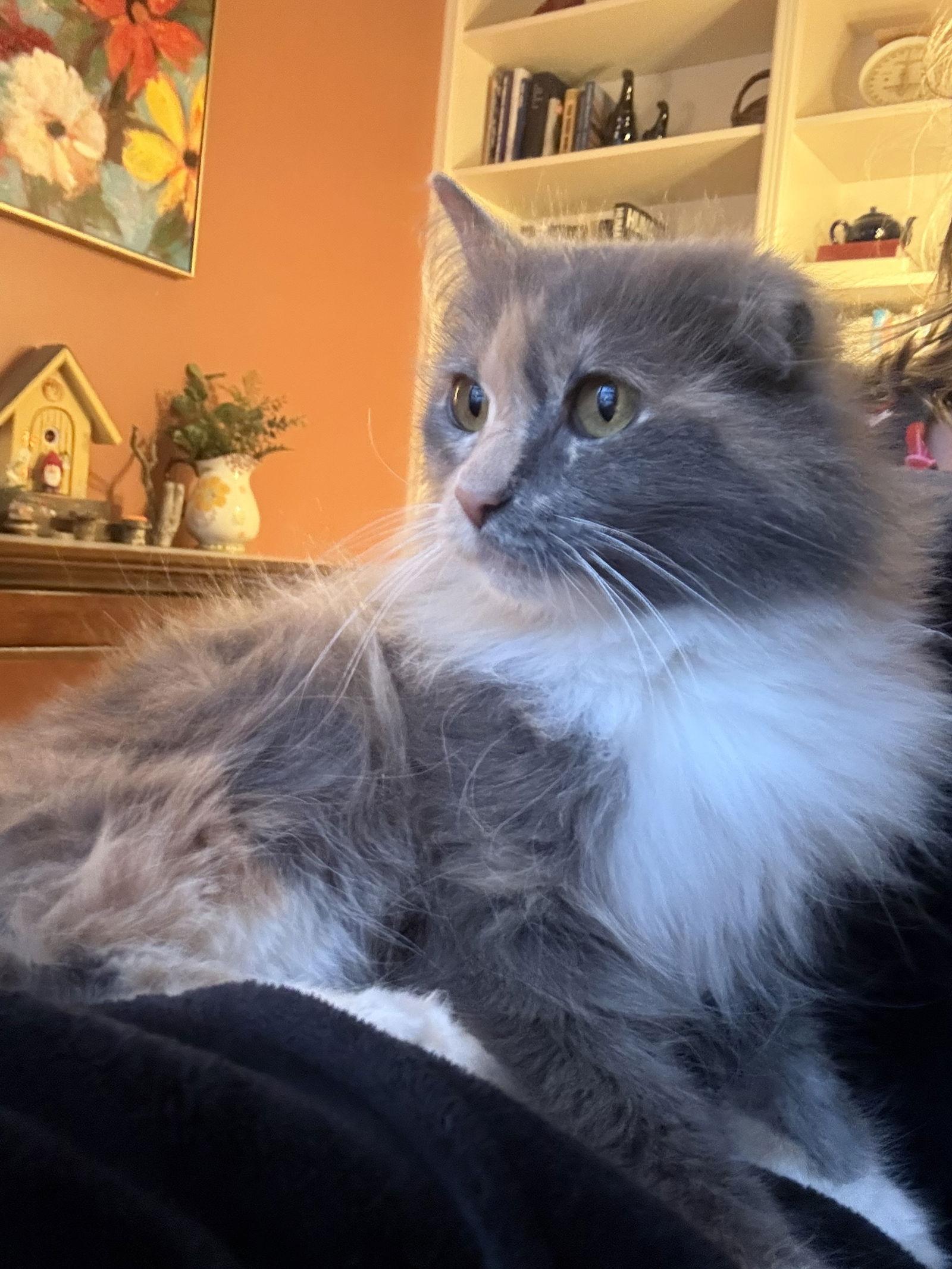 Fanta - TRIPOD, a Adoptable mixed breed in Hockessin, DE image 1/3