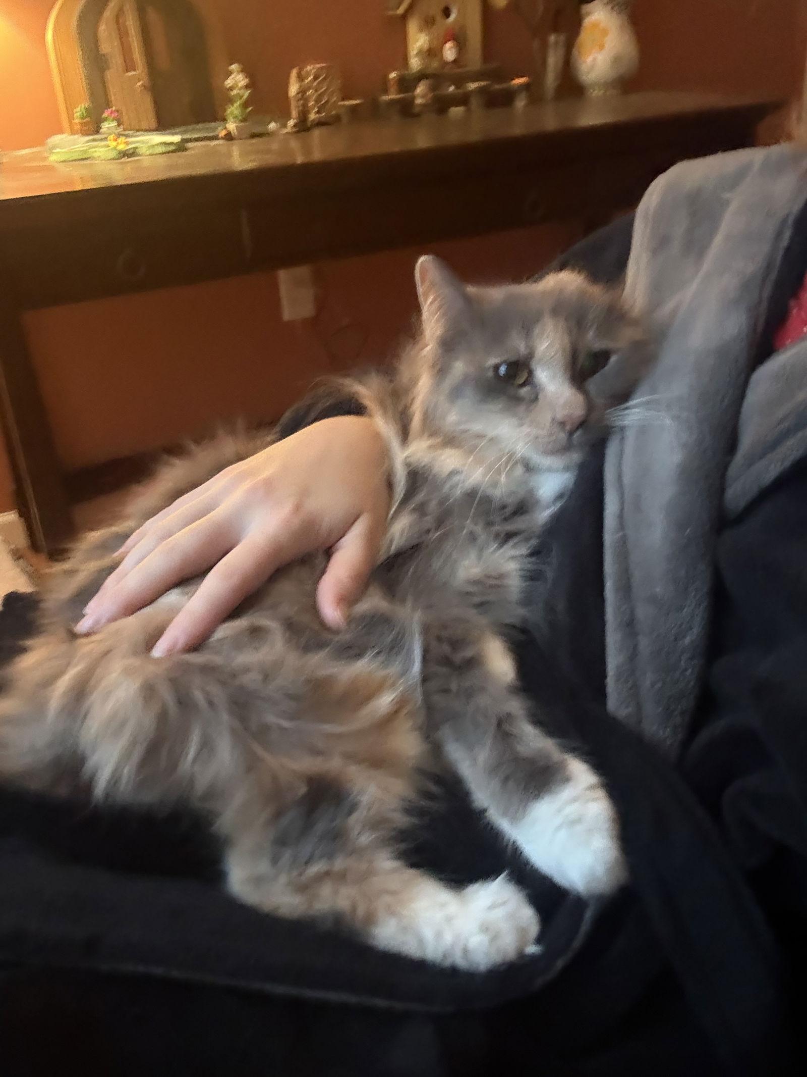 Fanta - TRIPOD, a Adoptable mixed breed in Hockessin, DE image 2/3