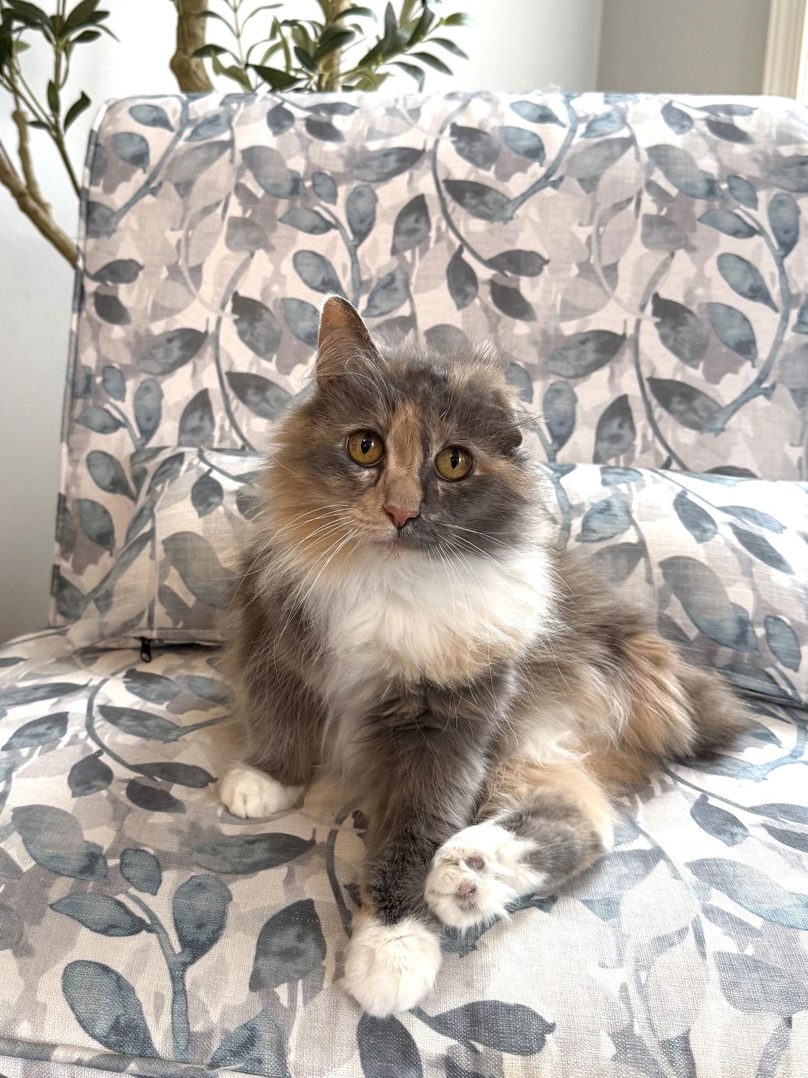 Fanta - TRIPOD, a Adoptable mixed breed in Hockessin, DE image 3/3