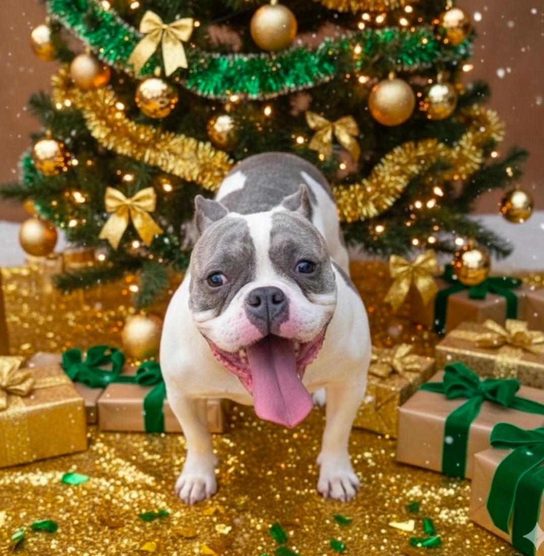 Callie~ new arrival!, ADOPTABLE, Adult Female French Bulldog & English Bulldog.