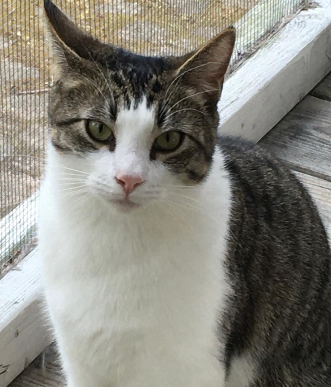 Enlarge Pluto, a Adoptable Domestic Short Hair in Calverton, NY image 4/6