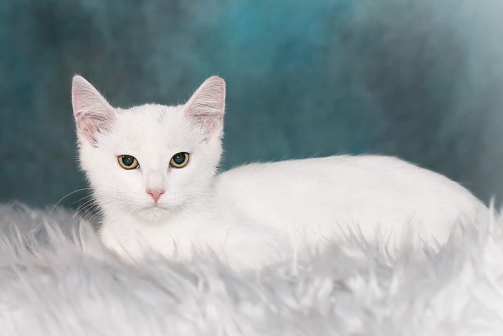 Mowgli Bear, Adopted, Kitten Male Domestic Short Hair.