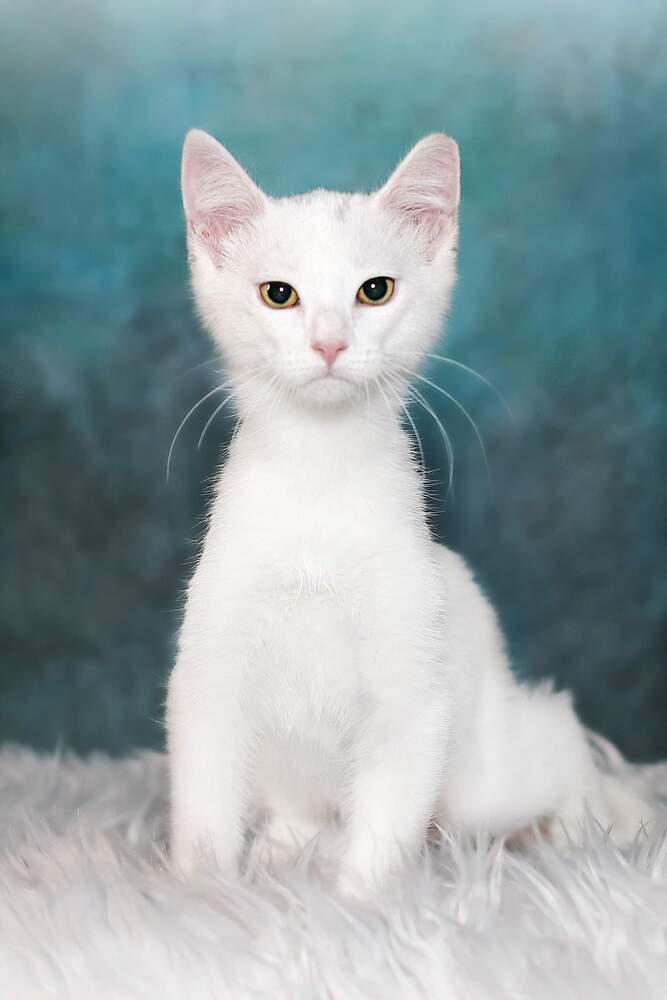 Enlarge Mowgli Bear, a Adopted mixed breed in Albuquerque, NM image 2/3