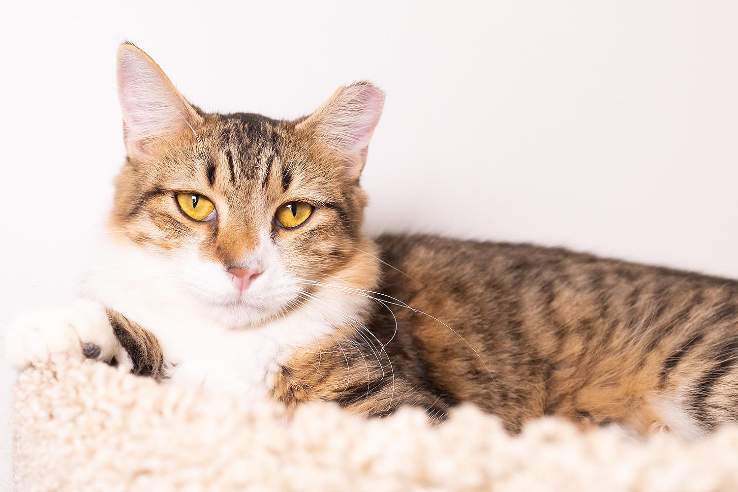 Grill Master (with Sous), a Adoptable Domestic Medium Hair in Marana, AZ image 5/6