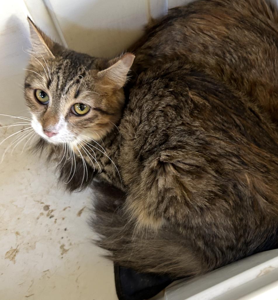 Grill Master (with Sous)