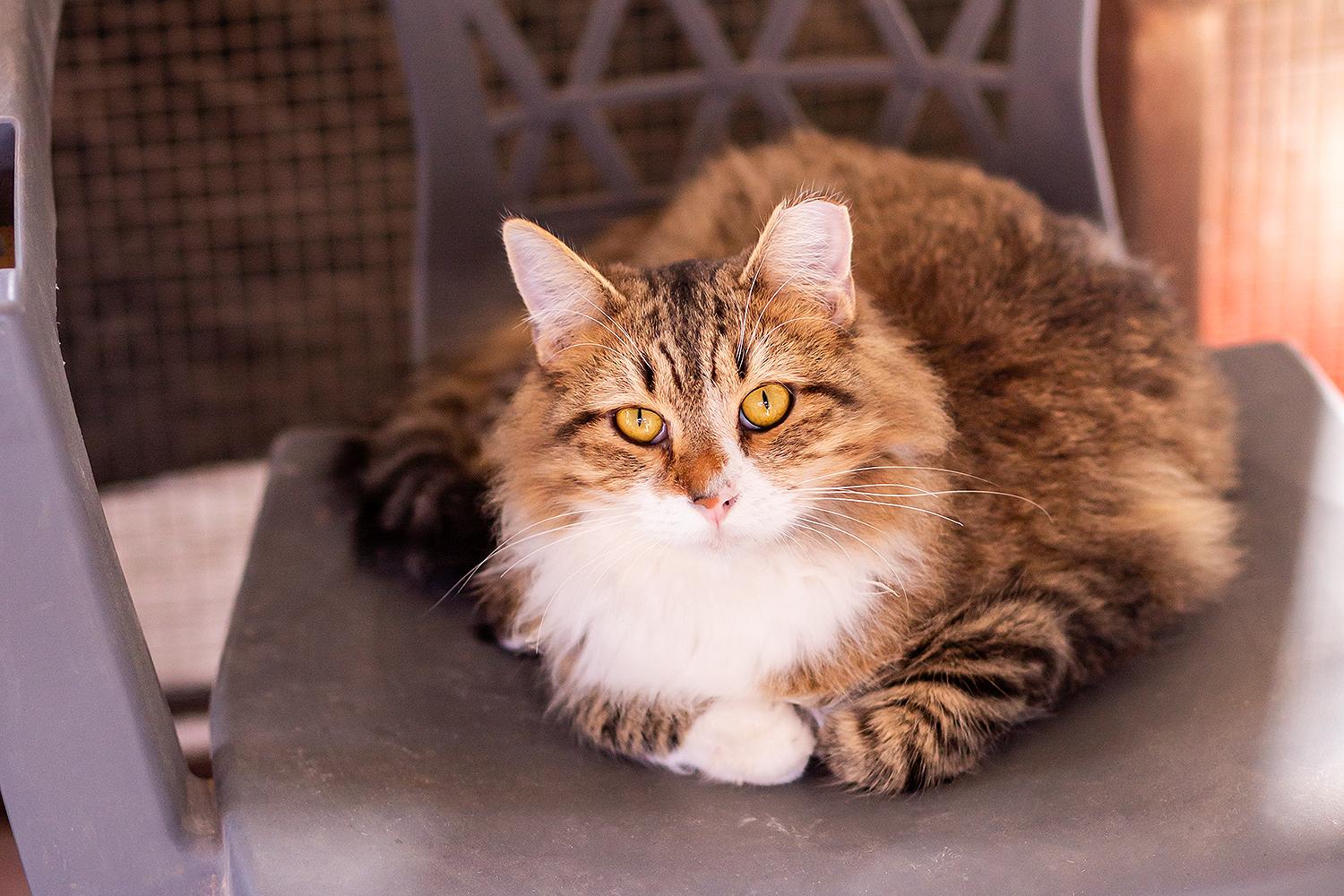 Grill Master (with Sous), a Adoptable Domestic Medium Hair in Marana, AZ image 1/6