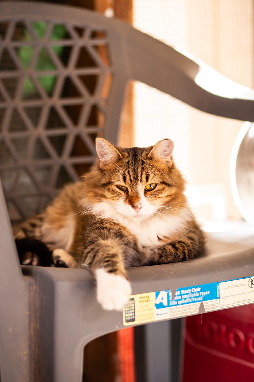 Grill Master (with Sous), a Adoptable Domestic Medium Hair in Marana, AZ image 3/6