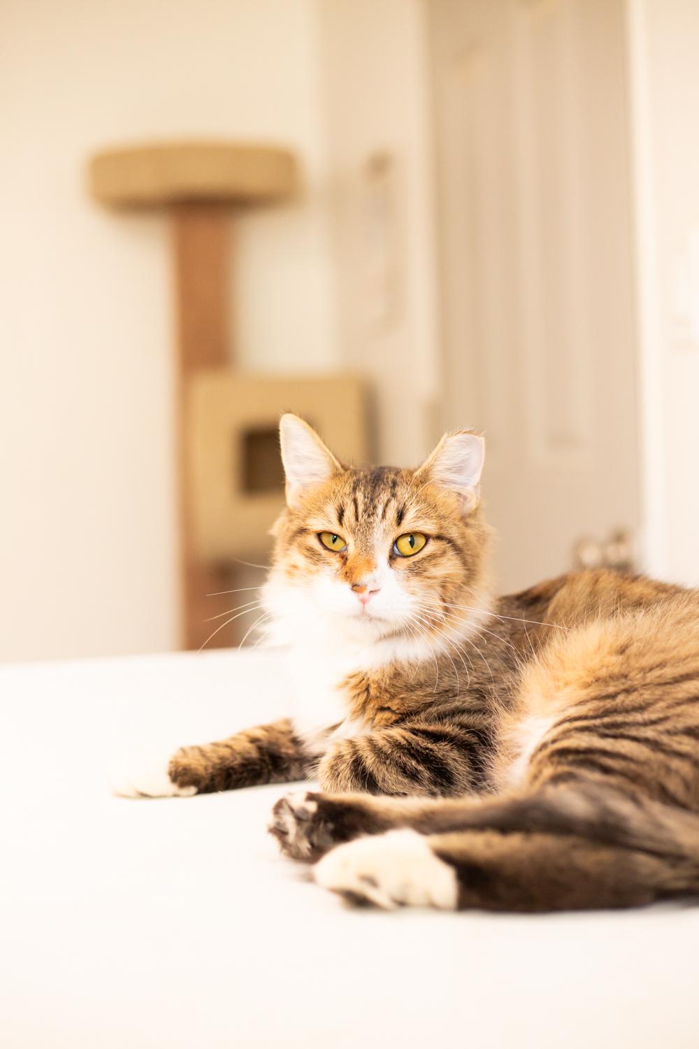 Grill Master (with Sous), a Adoptable Domestic Medium Hair in Marana, AZ image 4/6