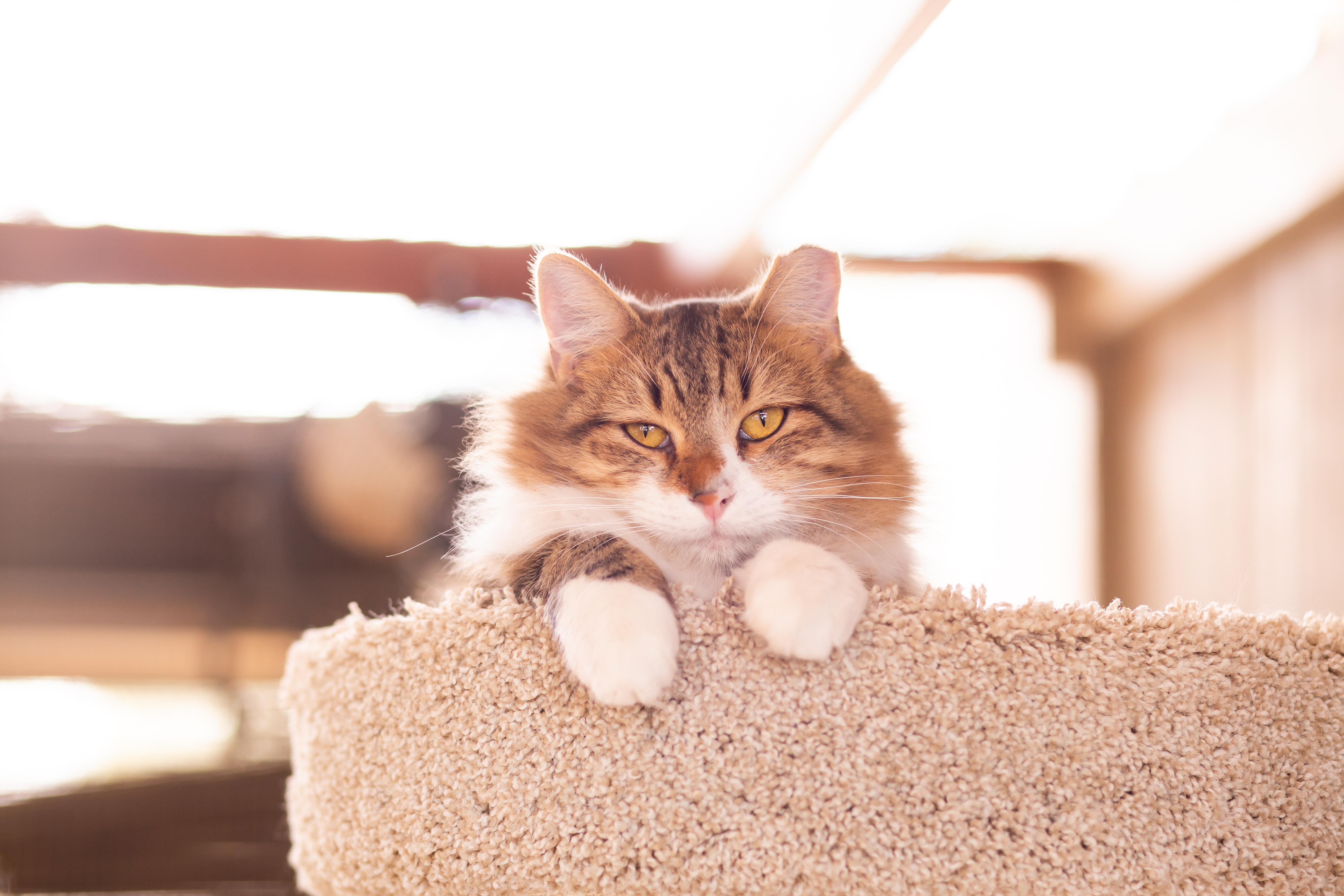 Grill Master (with Sous), a Adoptable Domestic Medium Hair in Marana, AZ image 6/6