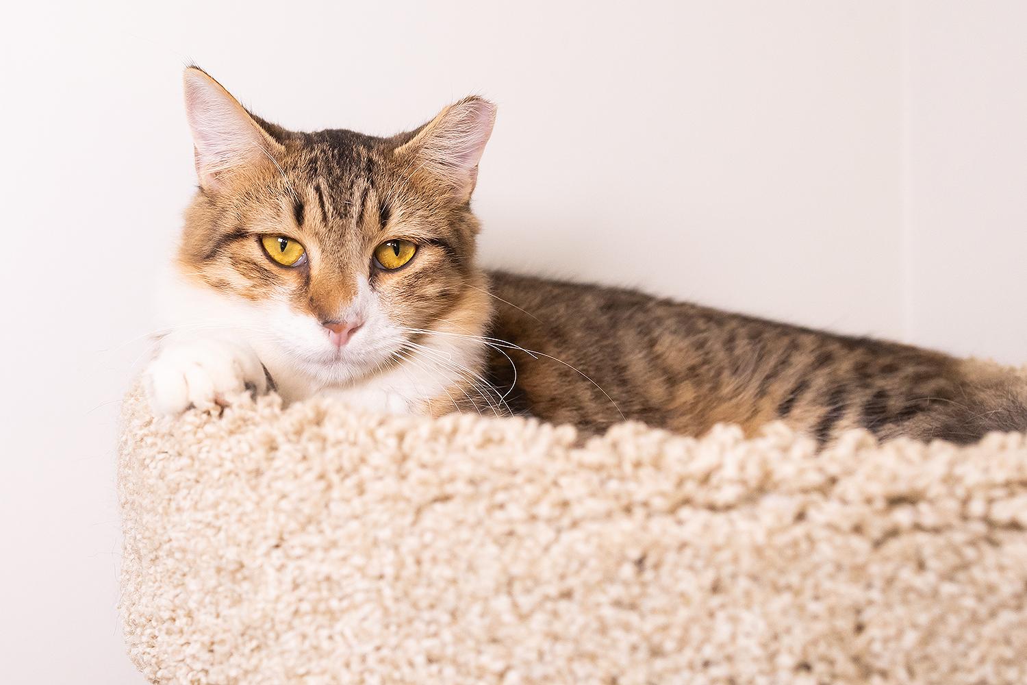 Grill Master (with Sous)