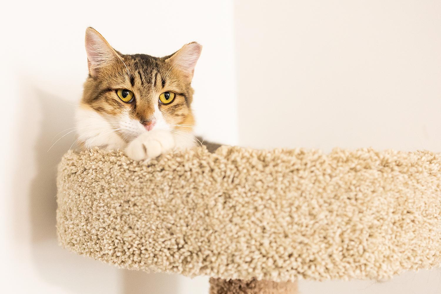 Grill Master (with Sous)