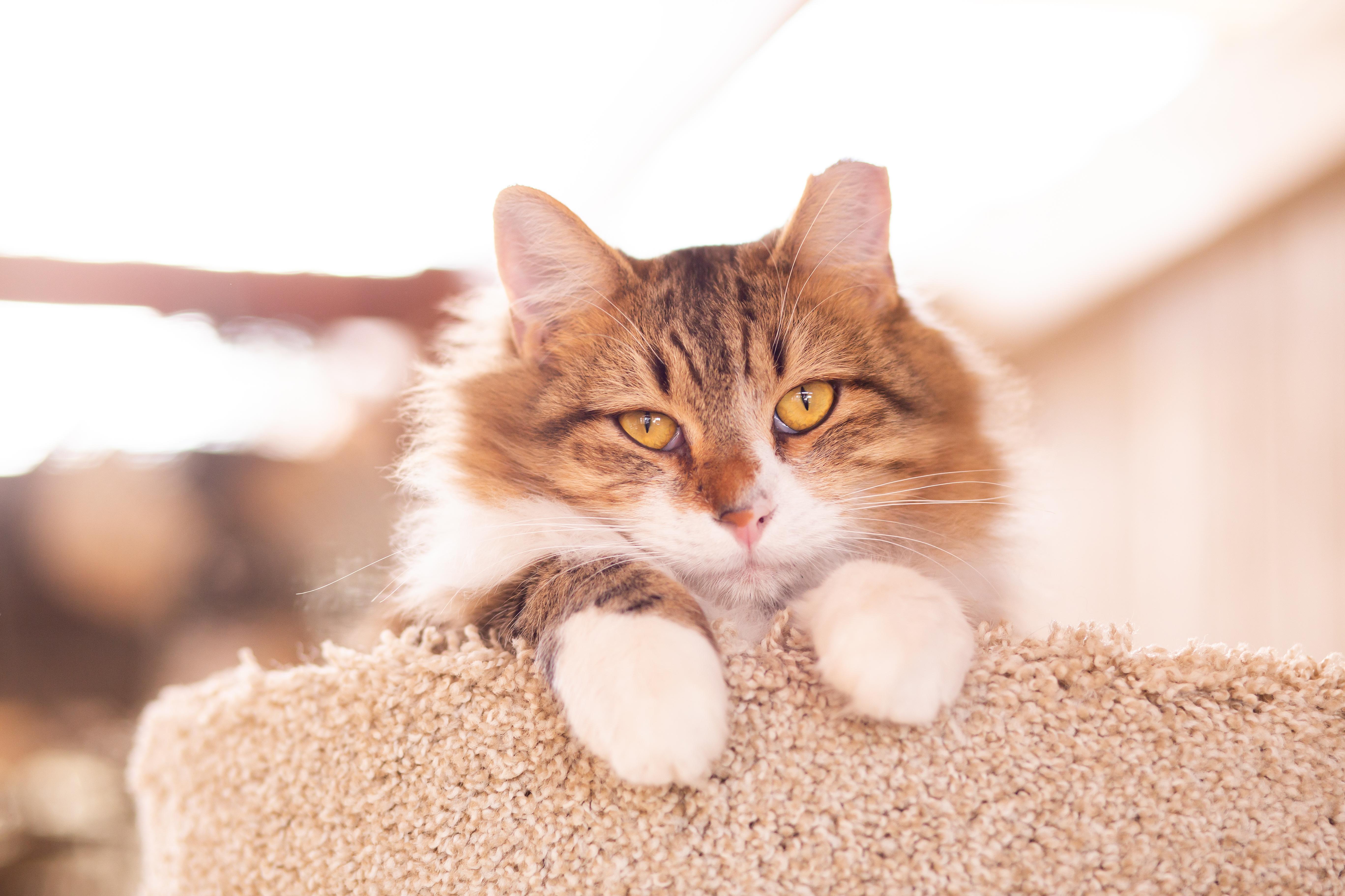 Grill Master (with Sous), a Adoptable Domestic Medium Hair in Marana, AZ image 2/6