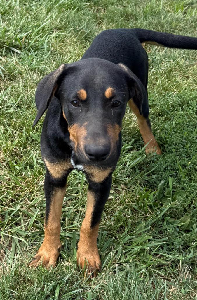 Enlarge COVE, a Adopted mixed breed in Moberly, MO image 1/4