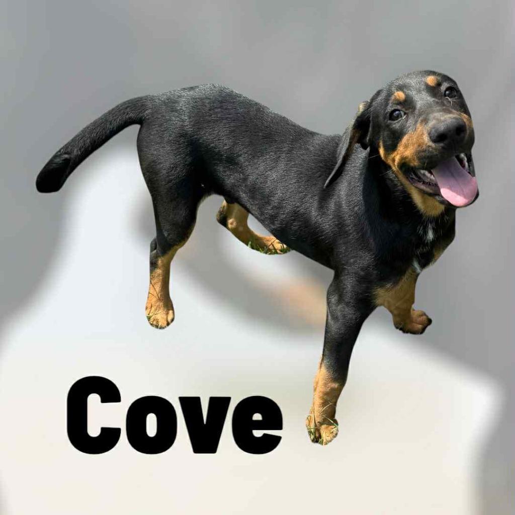 Enlarge COVE, a Adopted mixed breed in Moberly, MO image 2/4