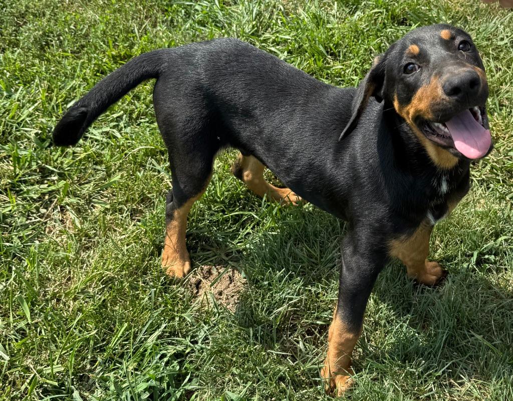 Enlarge COVE, a Adopted mixed breed in Moberly, MO image 3/4