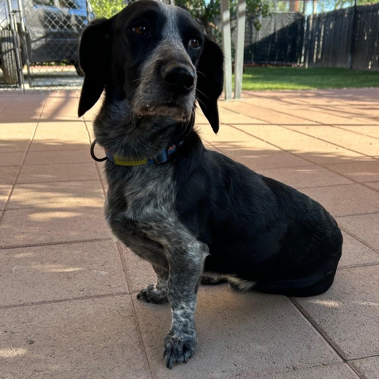Enlarge Oscar, an adoptable mixed breed in Burbank, CA image 4/6