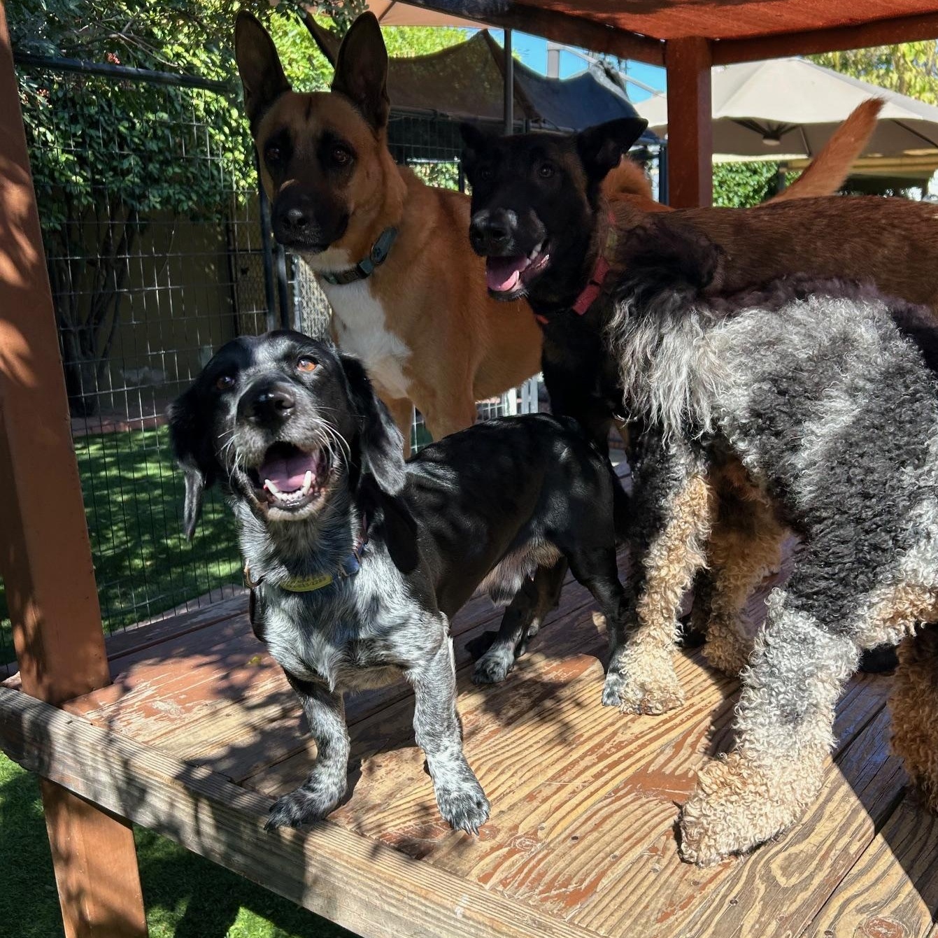 Enlarge Oscar, an adoptable mixed breed in Burbank, CA image 5/6