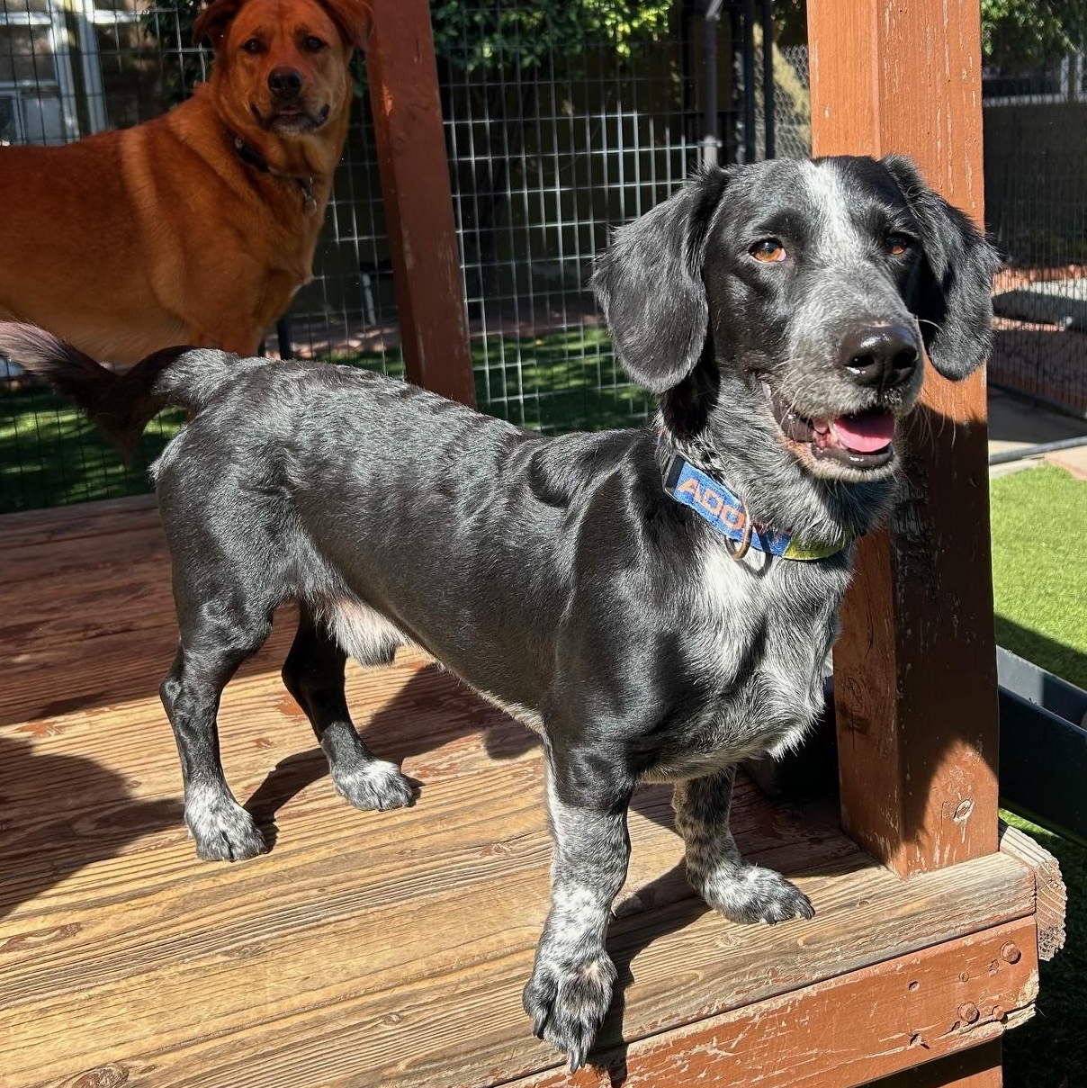 Enlarge Oscar, an adoptable mixed breed in Burbank, CA image 1/6