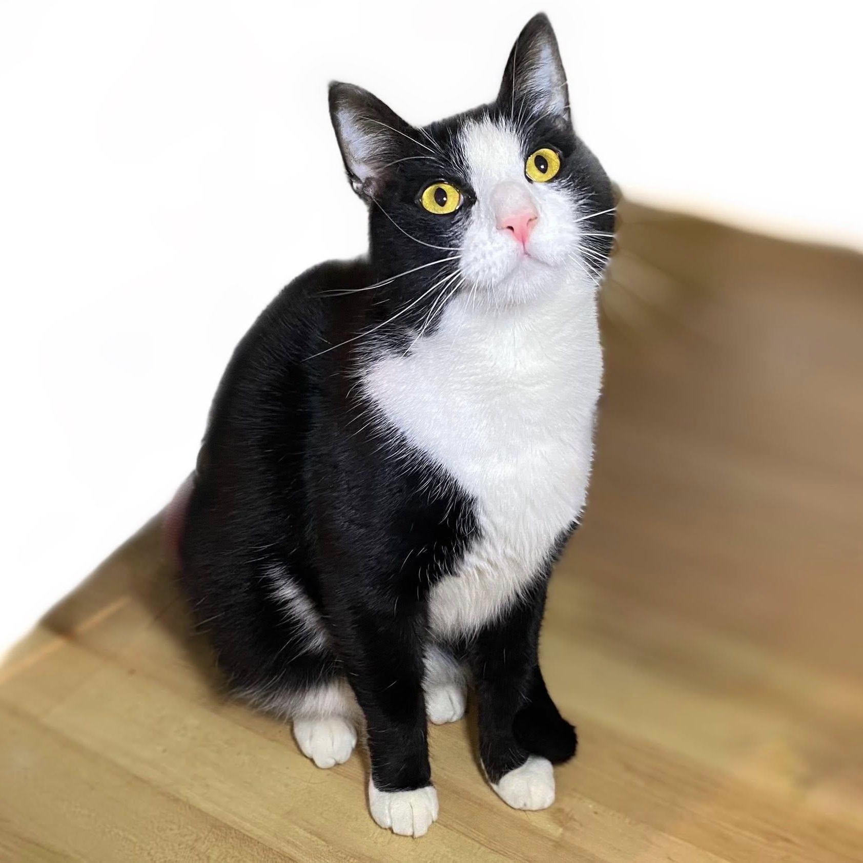 GOMEZ, Adoptable, Adult Male Domestic Short Hair.