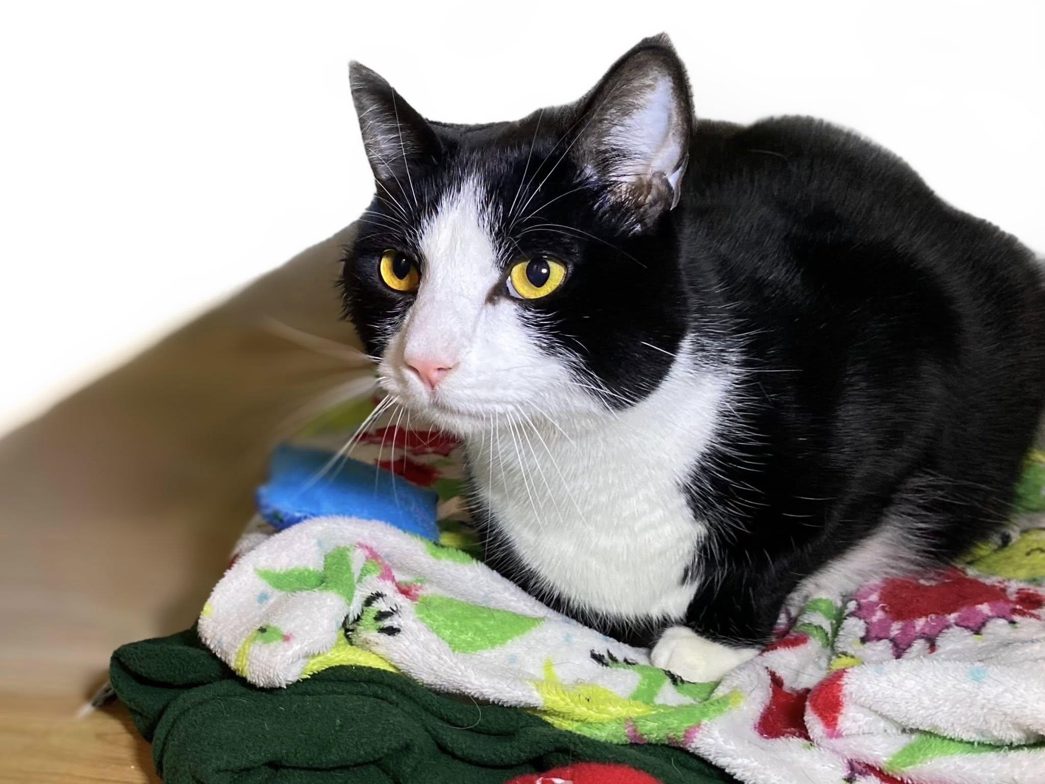 GOMEZ, a Adoptable Domestic Short Hair in Graham, WA image 2/2