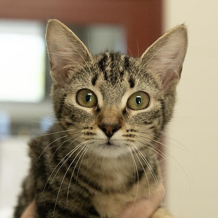 Enlarge Willow, an adopted mixed breed in Slidell, LA image 1/2