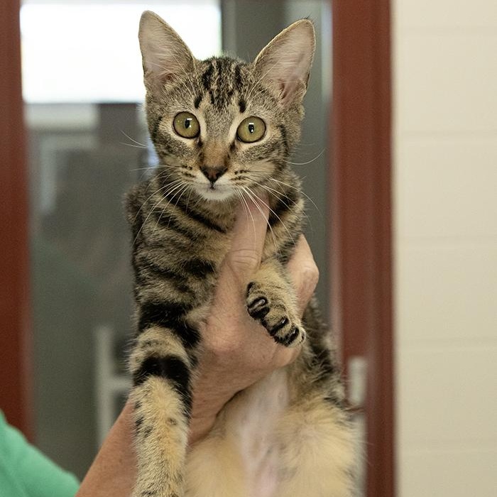 Enlarge Willow, an adopted mixed breed in Slidell, LA image 2/2