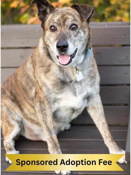 Harley, ADOPTABLE, Senior Male Mixed Breed.